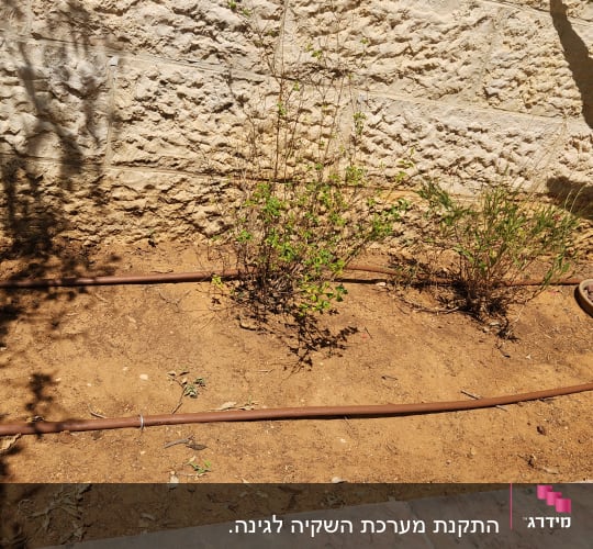 צינור השקיה בגינה עם צמחים באדמה
